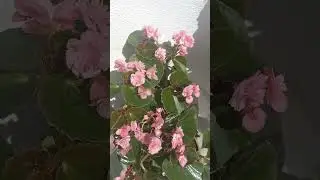Бегония Вечноцветущая (всегдацветущая) 🌹  