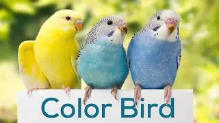 Budgerigar new baby care ||বাজগারিগার নতুন শিশুর যত্ন || Baazigar bird in Bangladesh || Color Bird