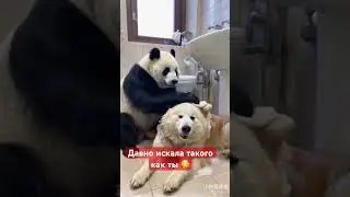 Любовь 