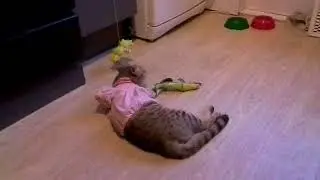 Трехлапый кот - спустя пять дней после ампутации