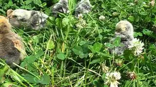 Baby chicks in clover