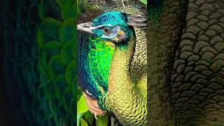 Beautiful Peacock At Central Park