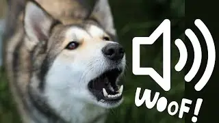 Dog Barking Sounds [Copyright Free] | Dachshund, Poodle, German Shepherd, & Chihuahua