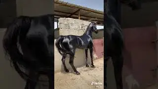 الحصان الادهم
