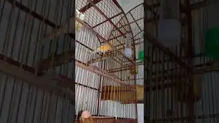Canária  pedindo gala
