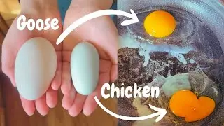 Taste Test :: Goose Egg vs. Chicken Egg