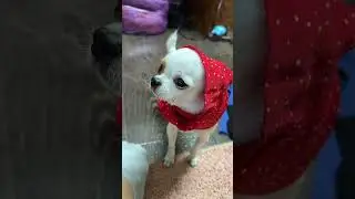 Был Веня стал Алёнка, теперь его не узнать  #венчикптенчик #chihuahua #чихуахуа
