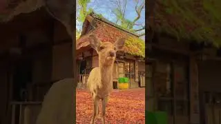 Оленёнок в парке 