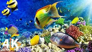 The Best 4K Aquarium for Relaxation II 🐠 Relaxing Oceanscapes - Sleep Meditation 4K UHD Screensaver