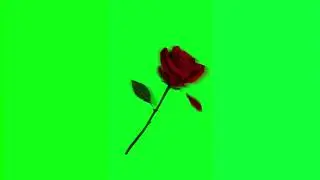 Rose petals falling green screen effect