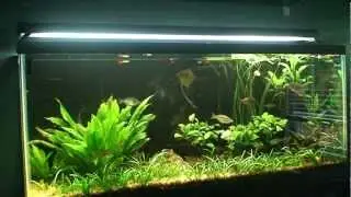 Explaining the Walstad Method The Plants, Part 3 Allelopathy