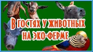 Эко-ферма 