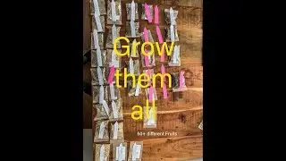 Grow them All » Germination of tropical fruit seeds