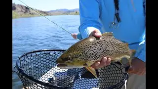 Top 5 Big Fish Caught in The Sea Recorded By Cameras
