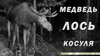 Лось. Медведь. Косуля. Фотоловушка Филин-120