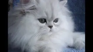 Котята милашки популярные фото!!!Kittens cute popular photo!!!