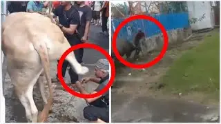 Sapi kurban ngamuk