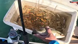 Bait Check: Are the Pilchards here yet?