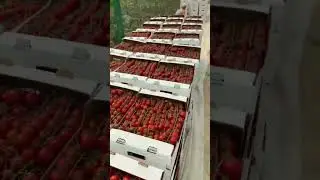Уборка урожая #organicfarming #кубанамаркет #производство #томатныйсок #фабрика #farming #tomato