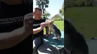 Day 1 Training with a yorkie part 2 