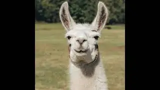 De-Wolman - Alize Alpaca Tweed