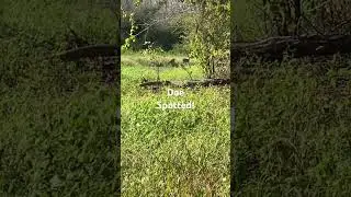 Spotted these deer while out scouting a WMA in #louisiana #bowhunting