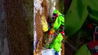 The most dangerous honey harvest! 🍯🐝🪜 