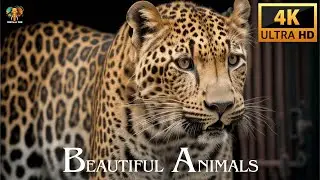 Beautiful Animals Captured in 4K UHD