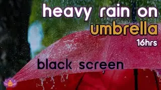 [Black Screen] Heavy Rain on Umbrella No Thunder | Rain Ambience | Rain Sounds for Sleeping