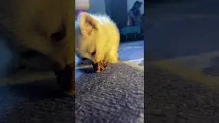 Cute kitten eating funny 🤣🤣 #shorts #kitten #funny
