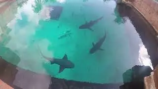The Real #sharktank