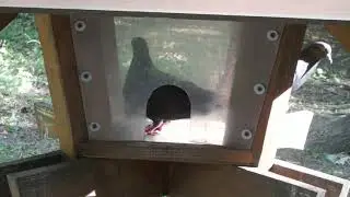 Голуби слишком умны для анти голубиных кормушек