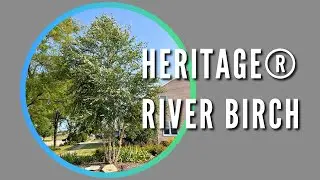 Heritage® River Birch
