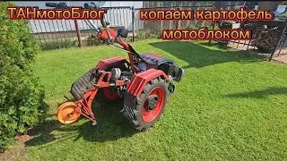 Уборка картофеля мотоблоком. 28.08.24г. самодельный выкапыватель!