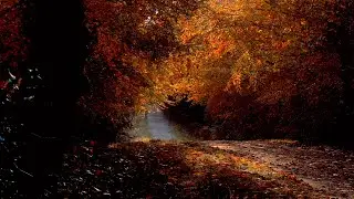 4K HDR Calming Forest & Oceans: 185 Million Years in The Making!