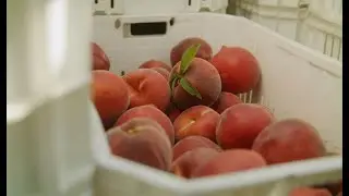 FOCUS - Stonefruit