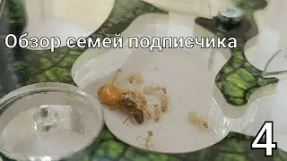 ОБЗОР СЕМЕЙ ПОДПИСЧИКА №4