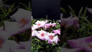 Time-lapse flowers blooming ( Portulaca Grandiflora)