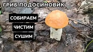 Гриб подосиновик