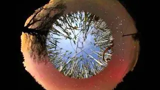 Lingua Lustra - Dream