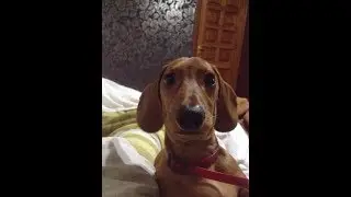 Мартин и водные процедуры .