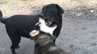 Хаски сошёл с ума!)