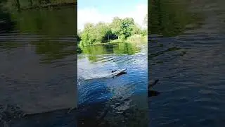 Awesome RC Speed Boat Tested. #rc #rcboat #rcspeedboat #wltoys