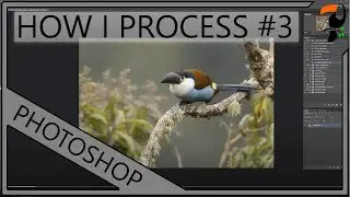 How I Process My Bird Photos -  Part 3: Adobe Photoshop
