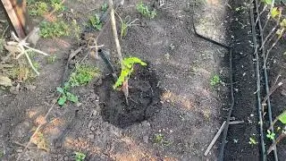 Плохо растет посаженный саженец винограда, не развивается!  Как ему помочь?  Все просто и понятно.