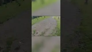 Fox Runs Into Dog While Chicken Hunting
