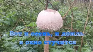 Вот и осень, и дождь в окно стучится