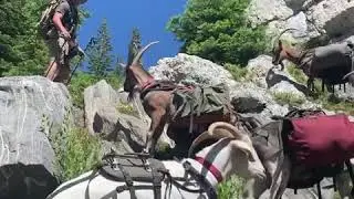 Why Goats are the Ultimate Pack Animal
