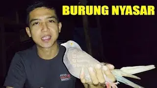 MENANGKAP BURUNG MERPATI PADA MALAM HARI 