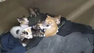 Kittens Battle Royale